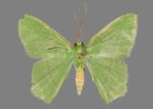 AZ26-0195R
